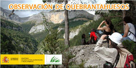 Comienza el servicio estival de visitas guiadas para la observación del quebrantahuesos | Vallées d'Aure & Louron - Pyrénées | Scoop.it