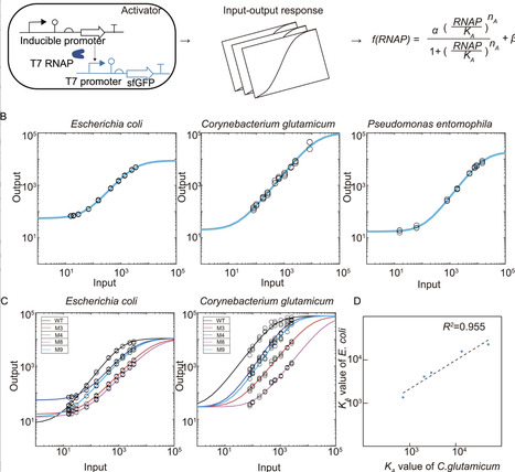 Functional predictability of universal gene circuits in diverse microbial hosts | RMH | Scoop.it