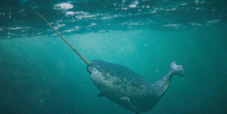 The reason why you never see narwhals in aquariums | Soggy Science | Scoop.it
