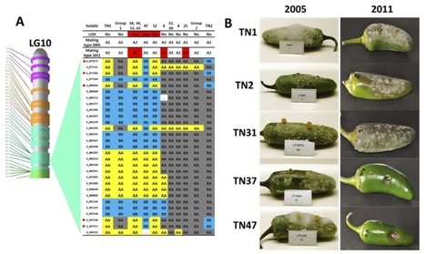 MPMI: Genome sequencing and mapping reveal loss of heterozygosity as a mechanism for rapid adaptation in the vegetable pathogen Phytophthora capsici (2012) | Publications | Scoop.it