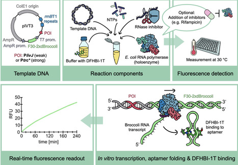 A synthetic biology approach to bacterial transcription initiation: RNA aptamer based in vitro transcription assay for rapidly testing bacterial RNA polymerases, promoters and inhibitors | brvbe | RMH | Scoop.it