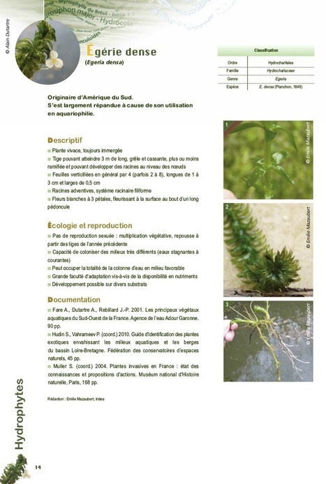Les esp&egrave;ces exotiques envahissantes dans les milieux aquatiques - Exp&eacute;riences de gestion (bis) | Biodiversit&eacute; | Scoop.it