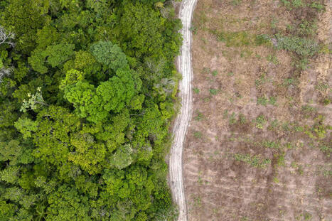 Report par l’UE de la loi contre la déforestation : les ONG dénoncent un symbole « terrible » en pleine « COP de l’Amazonie » | Écosystèmes Tropicaux | Scoop.it