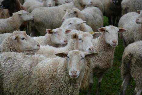 Comment limiter les stress des animaux en &eacute;levage de moutons | Actualit&eacute;s de l'&eacute;levage | Scoop.it