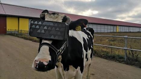 Cows Are Being Put in VR Headsets to Produce Better Milk | Design, Science and Technology | Scoop.it