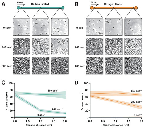Shear flow promotes bacterial growth and shapes spatial gradients by rapidly replenishing scarce nutrients | mBio | RMH | Scoop.it