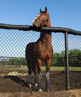 Keeneland: Kentucky Derby prospect Union Rags arrives from Florida | Daily Racing Form | CLOVER ENTERPRISES ''THE ENTERTAINMENT OF CHOICE'' | Scoop.it