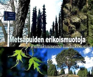 Metsäpuiden erikoismuotoja kultakuusesta luutakoivuun | 1Uutiset - Lukemisen tähden | Scoop.it