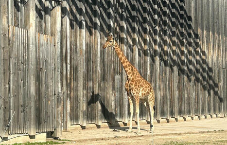 Lyon : Une pétition récolte plus de 10.000 signatures en 24 heures pour faire fermer le zoo de la ville | Biodiversité - @ZEHUB on Twitter | Scoop.it