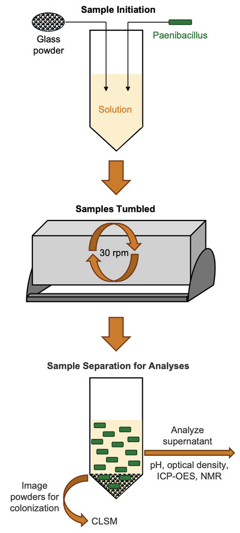 Evaluating the extent of microbially-induced glass alteration by a subsurface Paenibacillus bacterium | npj | RMH | Scoop.it