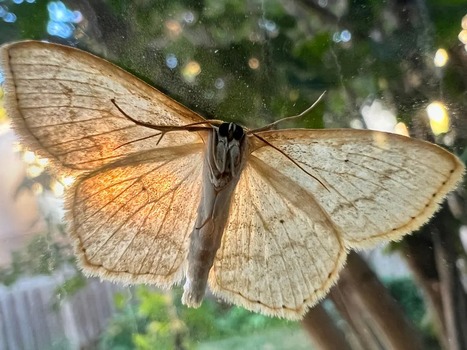 Vie sauvage : les images de la semaine / The week in wildlife – in pictures  | Variétés entomologiques | Scoop.it