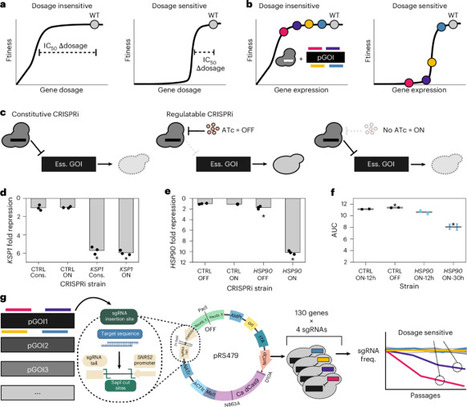 Pooled CRISPRi screening reveals fungal-specific drug target candidates | Nmb | RMH | Scoop.it