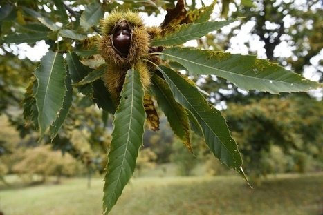 En Ardèche, la petite guêpe n'aura pas eu raison de la châtaigne | Variétés entomologiques | Scoop.it