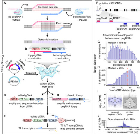 Multiplex programming of mappable, molecularly tagged genomic deletions | brvbe | RMH | Scoop.it