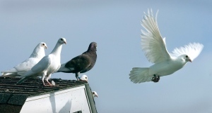 Pigeons may ‘hear’ magnetic fields | Science News | Scoop.it