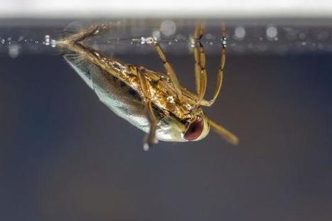 Veden pinnan alla kuhisee hurjann&auml;k&ouml;ist&auml; sakkia | 1Uutiset - Lukemisen t&auml;hden | Scoop.it