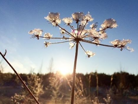 Biologi näkee talventörröttäjien karun ulkomuodon taakse: "Evoluution muovaamaa kauneutta" | 1Uutiset - Lukemisen tähden | Scoop.it