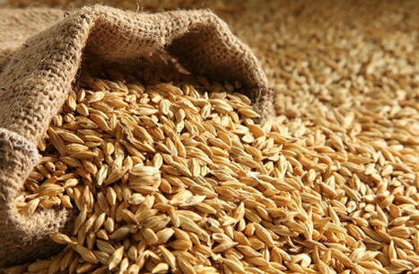 TMO (TÜRKIYE) to tender for import of 225,000 tons of feed barley | Feed Planet Magazine | MED-Amin network | Scoop.it