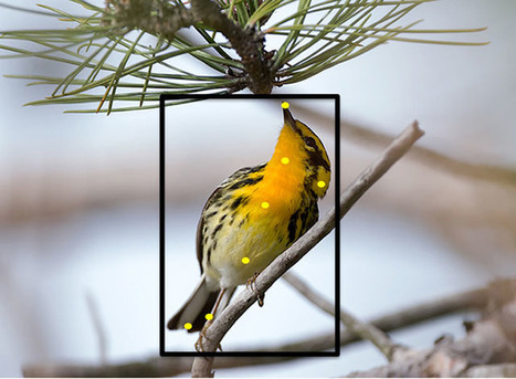 This Website Can Identify the Bird Species in a Photo | Mobile Photography | Scoop.it
