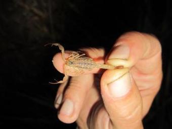 Redécouverte du scorpion Lychas serratus | EntomoNews | Scoop.it