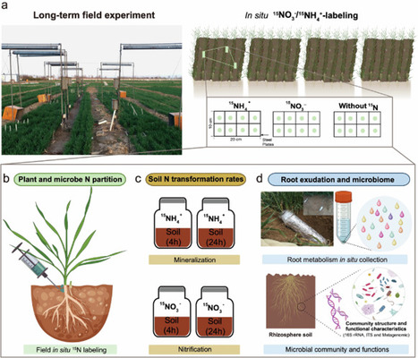 Conservation agriculture raises crop nitrogen acquisition by amplifying plant-microbe synergy under climate warming | Ncm | RMH | Scoop.it
