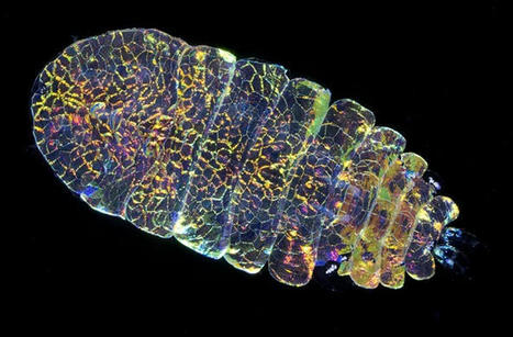 Les couleurs structurelles du copépode Sapphirina, le saphir des mers | EntomoScience | Scoop.it