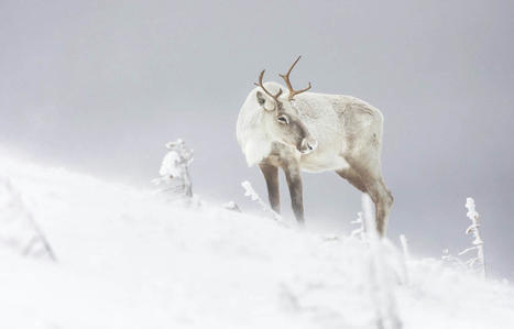 Ottawa menace d’agir pour protéger le caribou si Québec ne bouge pas | Ils parlent de nous ! | Scoop.it