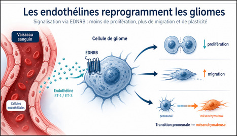 La signalisation de l'endoth&eacute;line d&eacute;pendante de l'EDNRB r&eacute;duit la prolif&eacute;ration et favorise la transition de type proneural &agrave; m&eacute;senchymateux dans les gliomes | Life Sciences Universit&eacute; Paris-Saclay | Scoop.it