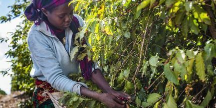 Le secteur agricole, gisement d’emplois pour la jeunesse africaine | AFRIQUES | Scoop.it