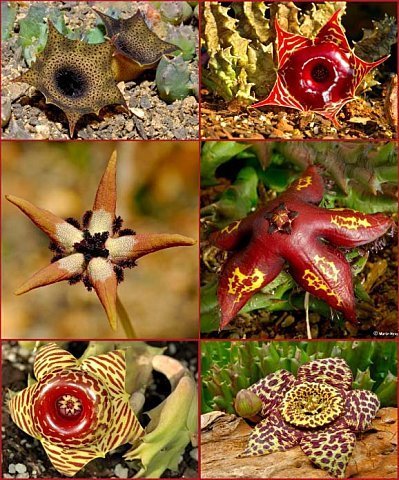 Des yeux pour voir: Les "Stapelias", ces fleurs du désert qui ressemblent à des étoiles de mer | Les déserts dans le monde | Scoop.it