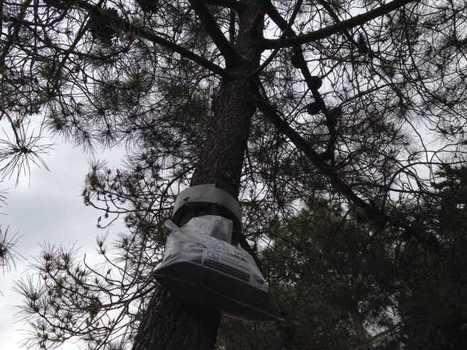 Les chenilles processionnaires du pin sont de retour | EntomoNews | Scoop.it