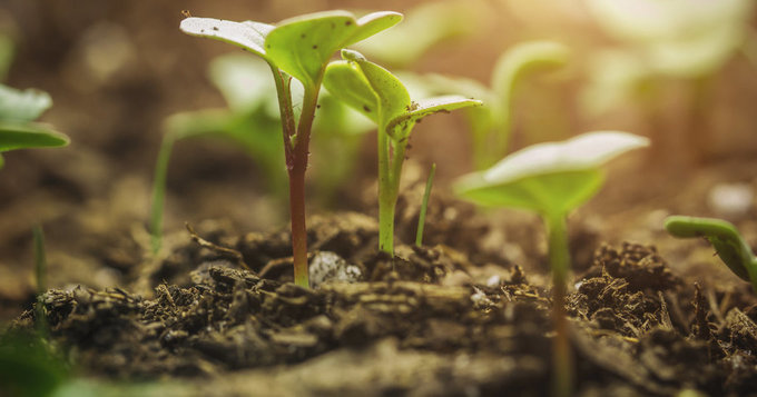Agriculture biologique : La Tunisie sera parmi les pays pionniers dans le domaine - Al HuffPost Maghreb