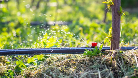 9 Indispensable Tools for the SMALL-SCALE FARMER | CIHEAM Press Review | Scoop.it