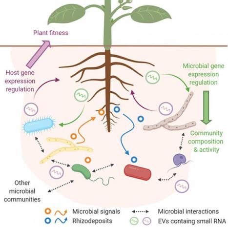 Une plante et son microbiote rhizosph&eacute;rique &eacute;changent-ils des microARNs pour communiquer ? - OSUR | SCIENCES DU VEGETAL | Scoop.it