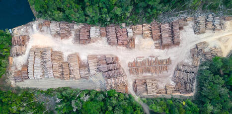 Que co&ucirc;terait, pour les pays du Sud, la r&eacute;glementation europ&eacute;enne contre la&nbsp;d&eacute;forestation&nbsp;? | &Eacute;cosyst&egrave;mes Tropicaux | Scoop.it