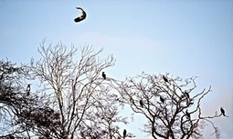The gothic charm of cormorants | Nature Flash | Scoop.it