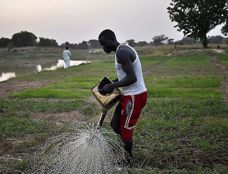 AFRIQUE : Plus de 60% des emplois liés aux systèmes agroalimentaires - El watan.dz | CIHEAM Press Review | Scoop.it