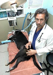 Veterinarian Uses Pets Own Stem Cells to help Arthritis in Dogs and Cats -- Stem Cell Procedures for Hip and Elbow Dysplasia -- Stem Cells Help Horse Tendon & Ligament injuries. | Stem Cells & Hemp CBD For Dogs, Cats & Horses | Scoop.it
