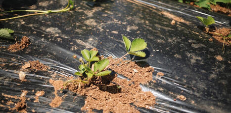 DURABILITES : Du plastique biod&eacute;gradable pour pailler les&nbsp;sols agricoles&nbsp;: solution ou nouveau probl&egrave;me&nbsp;? | DURABILITES | Scoop.it