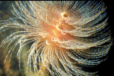 VIDÉO. Ascidies, spirographes... Ces (étranges) animaux marins qui peuplent le port du Havre | Veille territoriale AURH | Scoop.it