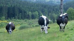 L'Europe en zones rurales | Vosges T&eacute;l&eacute;vision | La SELECTION du Web | CAUE des Vosges - www.caue88.com | Scoop.it
