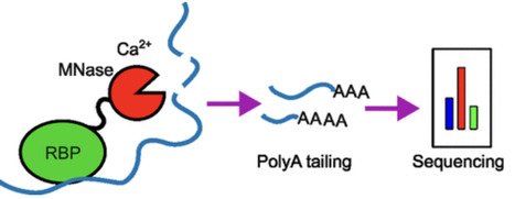 Mapping RNA-Binding Proteins on the Ribosome by Tethered Micrococcal Nuclease | acs | RMH | Scoop.it