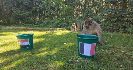 Kintzheim&nbsp;: 16 ans apr&egrave;s Paul le poulpe, les magots de la montagne des singes pronostiquent les matchs du Mondial - ICI | Alsace Actu | Scoop.it