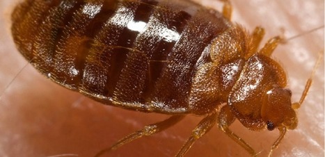 Punaises de lit : l&rsquo;enfer &agrave; domicile | EntomoNews | Scoop.it