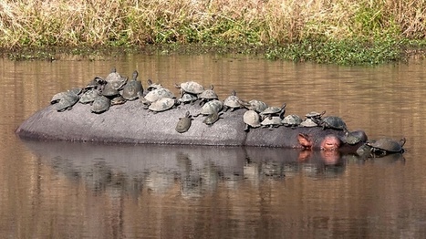 Videot suku puoli XXX videot