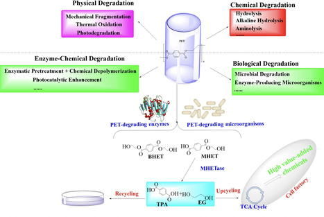 Efficient biodegradation and upcycling of polyethylene terephthalate mediated by cell-factories | frn | RMH | Scoop.it
