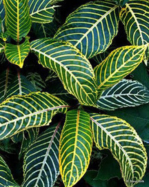 Tropical Plants – The exotic garden | Gardening Life | Scoop.it
