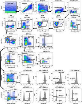 Frontiers | A comprehensive battery of flow cytometric immunoassays for the in vitro testing of chemical effects in human blood cells | from Flow Cytometry to Cytomics | Scoop.it