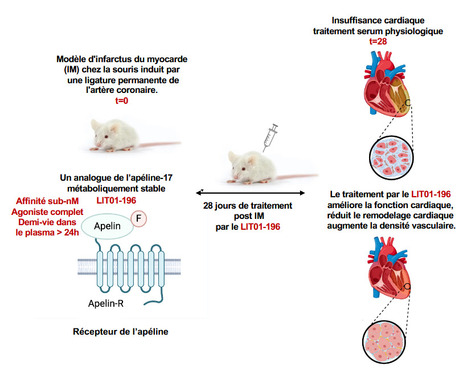 Un analogue de l’apéline-17 métaboliquement stable, le LIT01-196, un nouvel espoir pour prévenir le développement de l’insuffisance cardiaque après infarctus du myocarde | Life Sciences Université Paris-Saclay | Scoop.it