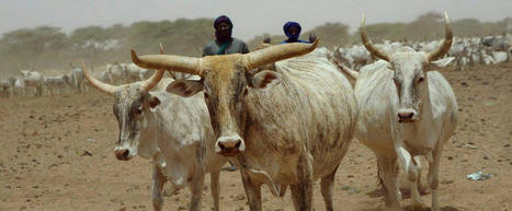 Climat et pastoralisme | Changeons notre vision de l’élevage au Sahel | SCIENCES DE L' ANIMAL | Scoop.it